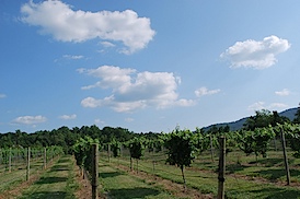 Photo courtesy https://www.flickr.com/photos/juliarowe/3829651383/sizes/m/